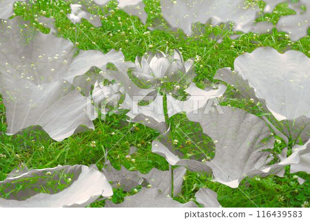 The mysterious lotus flower 116439583