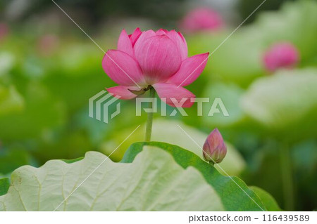 一朵蓮花 116439589