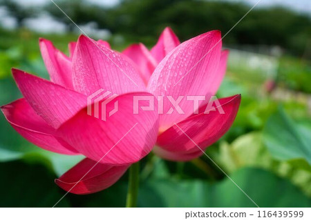 Lotus flower with raindrops 116439599