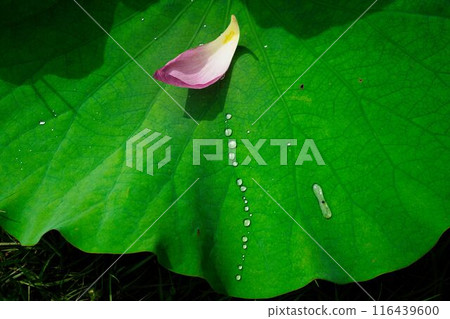 A drop of rain falling from a lotus leaf A drop of rain falling from a lotus leaf 116439600