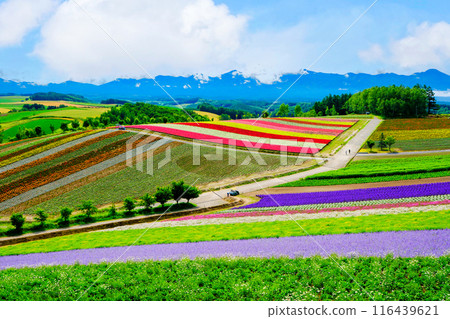 Beautiful Flower Field Hill 2 116439621