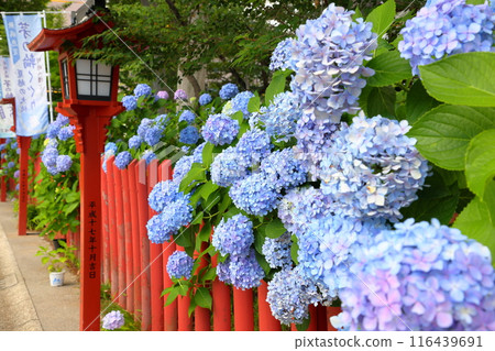 埼玉縣川越市南取町舉辦繡球花祭的川越八幡宮神社的燈籠參道上種滿了繡球花 116439691