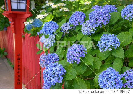 Hydrangeas line the lantern-lined approach to Kawagoe Hachimangu Shrine, where the Hydrangea Festival is held, in Minamidori-cho, Kawagoe City, Saitama Prefecture. Hydrangeas line the lantern-lined approach to Kawagoe Hachimangu Shrine, where the Hydrangea Festival is held, in Minamidori-cho, Kawagoe City, Saitama Prefecture. 116439697