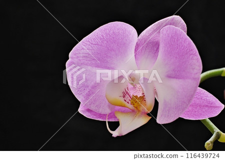 Cute and beautiful blooming Phalaenopsis orchid flowers 116439724