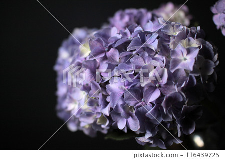 Purple hydrangea 116439725