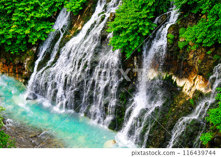 Fresh greenery and Shirahige Falls 1 116439744