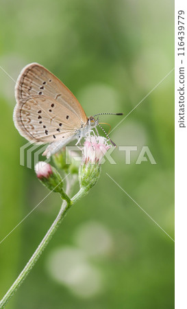 Beautiful Portrait background of Close-up image of a beautiful small butterfly on flower in real natural condition 116439779