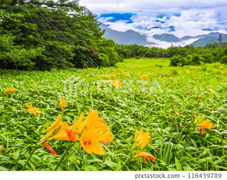 [Tochigi Prefecture] Nikko Kirifuri Highland after the rain: Day lilies on the slopes of the Sky Corridor 116439789