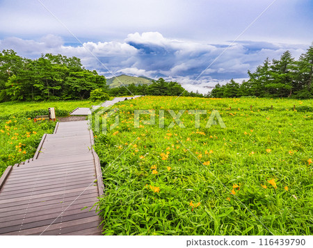 [栃木縣]日光/霧降高原雨後天空走廊斜坡上的黃花菜 116439790