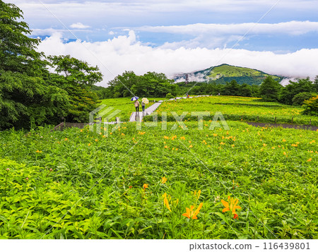 [Tochigi Prefecture] Nikko Kirifuri Highland after the rain: Day lilies on the slopes of the Sky Corridor 116439801