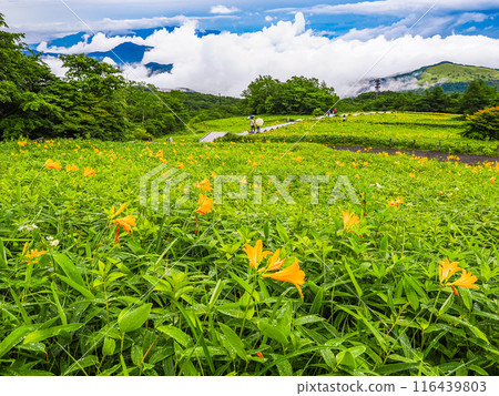 [栃木縣]日光/霧降高原雨後天空走廊斜坡上的黃花菜 116439803