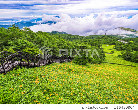 [Tochigi Prefecture] Nikko Kirifuri Highland after the rain: Day lilies on the slopes of the Sky Corridor 116439804