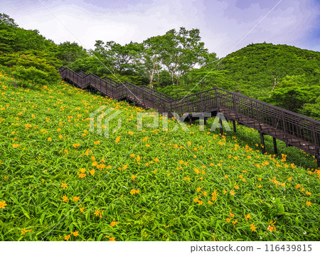 [Tochigi Prefecture] Nikko Kirifuri Highland after the rain: Day lilies on the slopes of the Sky Corridor 116439815