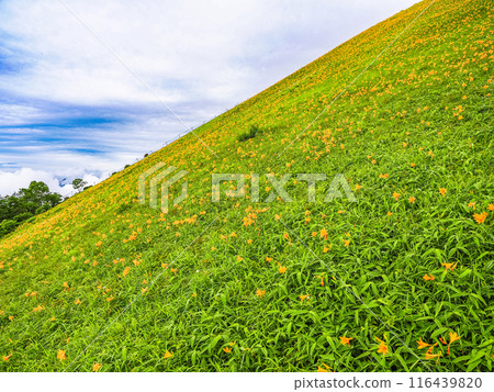 [栃木縣]日光/霧降高原雨後天空走廊斜坡上的黃花菜 116439820