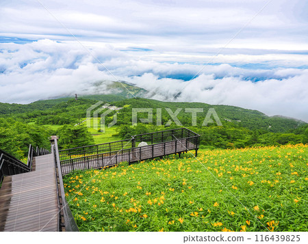 [栃木縣]日光/霧降高原雨後天空走廊斜坡上的黃花菜 116439825