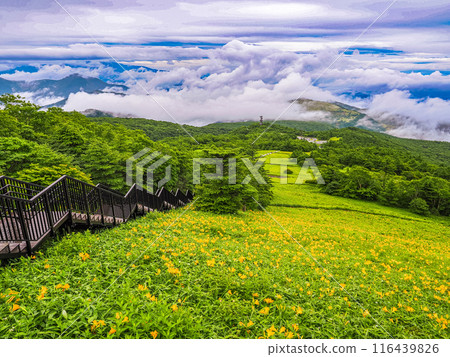 [栃木縣]日光/霧降高原雨後天空走廊斜坡上的黃花菜 116439826