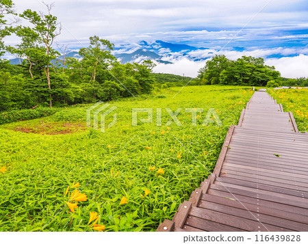 [栃木縣]日光/霧降高原雨後天空走廊斜坡上的黃花菜 116439828