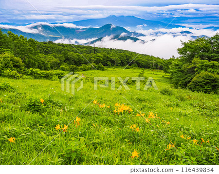 [Tochigi Prefecture] Nikko Kirifuri Highland after the rain: Day lilies on the slopes of the Sky Corridor 116439834