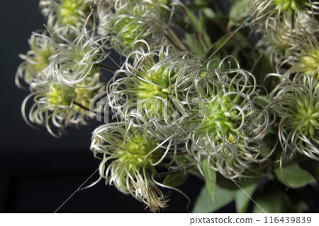 Clematis fruit 116439839