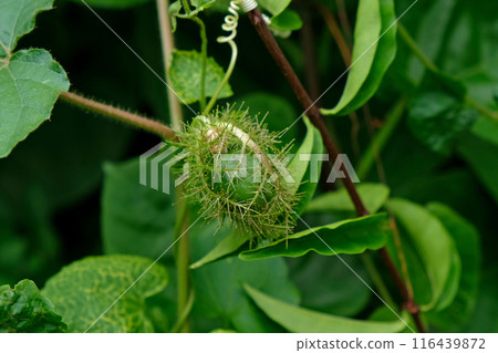 Green fruit of Scarletfruit passionflower Green fruit of Scarletfruit passionflower 116439872