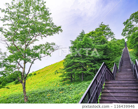[栃木縣]日光/霧降高原，黃花菜盛開，1445級台階通往天空走廊 116439946