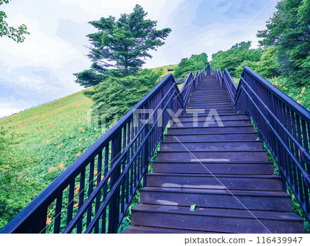 [栃木縣]日光/霧降高原，黃花菜盛開，1445級台階通往天空走廊 116439947