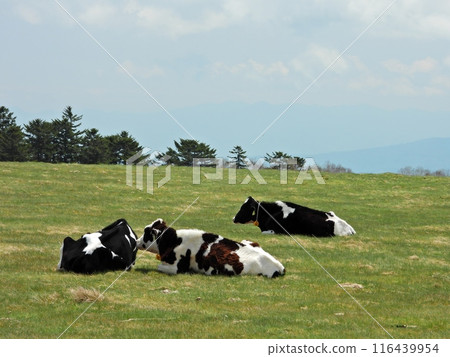 美原高原上吃草的乳牛 116439954