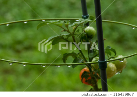 Cherry tomatoes in a home garden with raindrops dripping Cherry tomatoes in a home garden with raindrops dripping 116439967