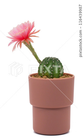 Lobivia Cactus in Pot with Pink Flower Isolated on White Background for Home Decor, Botanical Studies, and Graphic Design Lobivia Cactus in Pot with Pink Flower Isolated on White Background for Home Decor, Botanical Studies, and Graphic Design 116439987