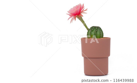 Lobivia Cactus in Pot with Pink Flower Isolated on White Background for Home Decor, Botanical Studies, and Graphic Design Lobivia Cactus in Pot with Pink Flower Isolated on White Background for Home Decor, Botanical Studies, and Graphic Design 116439988