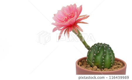 Lobivia Cactus in Pot with Pink Flower Isolated on White Background for Home Decor, Botanical Studies, and Graphic Design 116439989