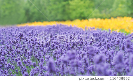 Zone focus of Colorful rainbow Flower Field Landscape with Lavender in Hokkaido 116439992