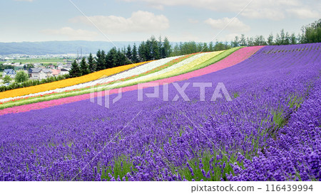 Colorful Flower Field Landscape with Lavender in Hokkaido Colorful Flower Field Landscape with Lavender in Hokkaido 116439994
