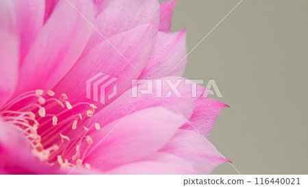 Macro Close-up of Lobivia Cactus Pink Flower for Backgrounds, Copy Space, and Graphic Design 116440021