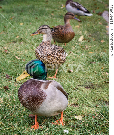 Ducks in Local city park in Transfiguration Cathedral in Zelenogradsk. Russia Ducks in Local city park in Transfiguration Cathedral in Zelenogradsk. Russia 116440033