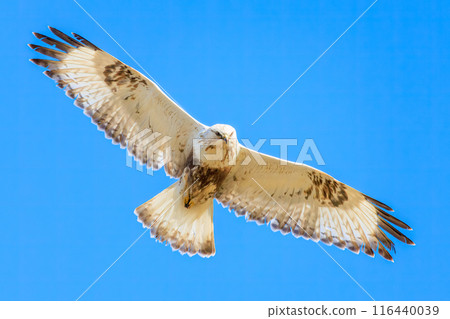A beautiful Rough-legged Hawk (Accipitridae) soaring in the air on the banks of the Tone River, Gunma Prefecture, Japan. A beautiful Rough-legged Hawk (Accipitridae) soaring in the air on the banks of the Tone River, Gunma Prefecture, Japan. 116440039
