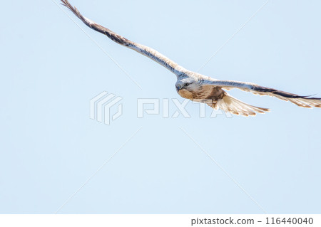A beautiful Rough-legged Hawk (Accipitridae) soaring in the air on the banks of the Tone River, Gunma Prefecture, Japan. A beautiful Rough-legged Hawk (Accipitridae) soaring in the air on the banks of the Tone River, Gunma Prefecture, Japan. 116440040