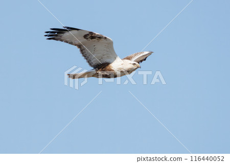 美麗的飛鷹（鷹科）。  日本群馬縣利根川河床。  116440052