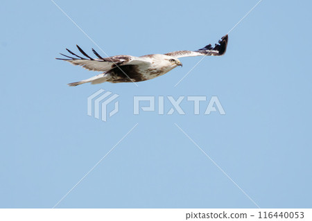 美麗的飛鷹（鷹科）。  日本群馬縣利根川河床。  116440053