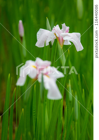 Flowers around the house, various in the four seasons. Beautiful colorful irises decorate the waterside in the park. Flowers around the house, various in the four seasons. Beautiful colorful irises decorate the waterside in the park. 116440086