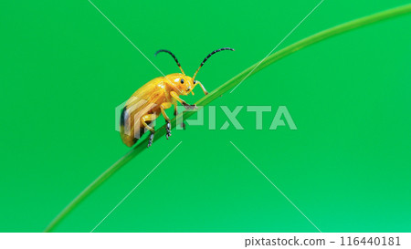 Yellow Beetle on Green Grass Blade with Green Background - Ideal for Minimalist Art, Educational Materials, Nature Blogs, and Entomological Studies 116440181