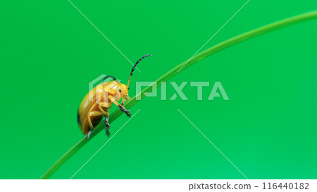 Yellow Beetle on Green Grass Blade with Green Background - Ideal for Minimalist Art, Educational Materials, Nature Blogs, and Entomological Studies 116440182