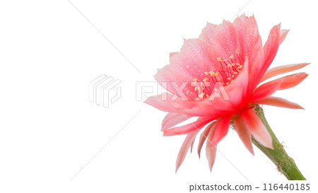 Close-Up of a Pink Cactus Flower with Orange Stamens on a White Background, Suitable for Graphic Design, Botanical Articles, Educational Posters, Nature-Related Websites, Social Media Content, and 116440185