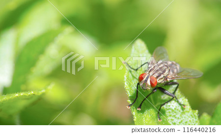 Macro Shot of a Flesh Fly (Sarcophaga) on a Leaf with Vibrant Green Background Macro Shot of a Flesh Fly (Sarcophaga) on a Leaf with Vibrant Green Background 116440216