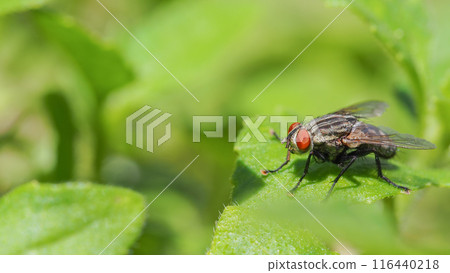 Macro Shot of a Flesh Fly (Sarcophaga) on a Leaf with Vibrant Green Background 116440218