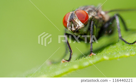 Macro Shot of a Flesh Fly (Sarcophaga) on a Leaf with Vibrant Green Background Macro Shot of a Flesh Fly (Sarcophaga) on a Leaf with Vibrant Green Background 116440221
