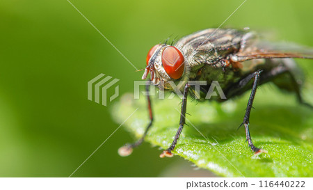 Macro Shot of a Flesh Fly (Sarcophaga) on a Leaf with Vibrant Green Background 116440222