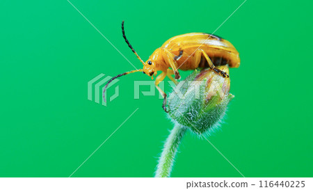 Yellow Beetle on Flower Bud with Green Background - Ideal for Minimalist Art, Educational Materials, Nature Blogs, and Entomological Studies Yellow Beetle on Flower Bud with Green Background - Ideal for Minimalist Art, Educational Materials, Nature Blogs, and Entomological Studies 116440225