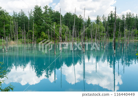 Blue Pond Hokkaido Biei Platinum Blue Pond Summer Blue Pond Blue Pond Biei Hokkaido Summer White Gold Blue Pond 116440449