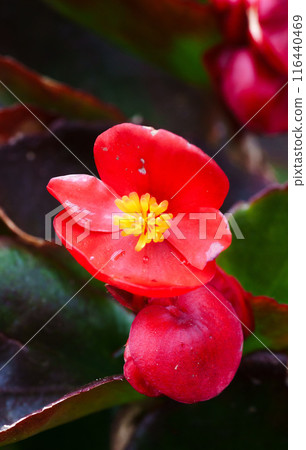 白色海棠的特寫 116440469